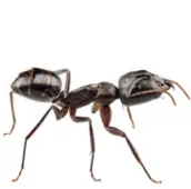 ant control bolton