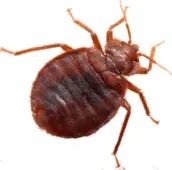 bed bug control bolton