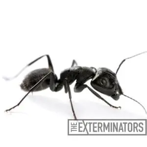 carpenter ant control bolton