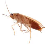 cockroach control bolton