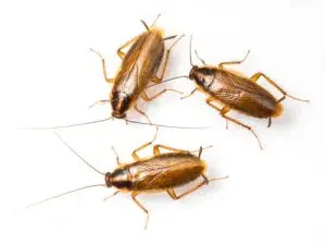 cockroach treatment pest control bolton