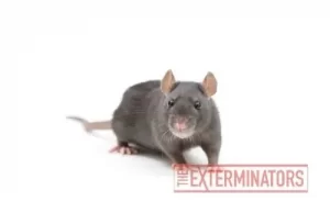 rat exterminator bolton