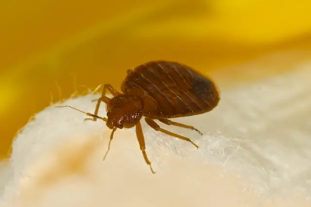 Battling Bed Bugs on a Budget Effective DIY Solutions