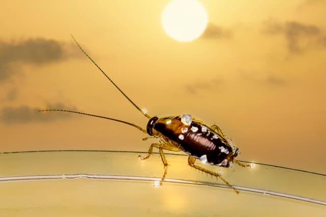 Cockroach Infestation Signs How to Spot Them Early