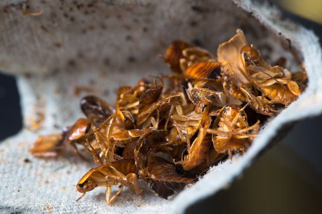 Cockroach Life Cycle Understanding Your Enemy