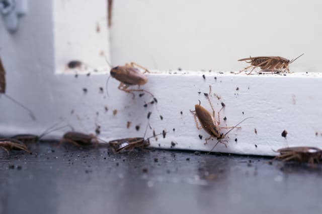 Cockroach Proof Your Home Prevention Tips for Homeowners
