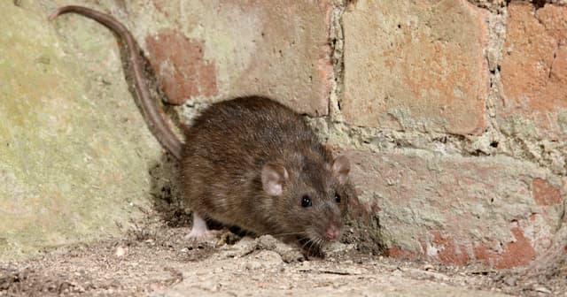 Cracking the Code Understanding Rat Behavior for Effective Pest Control