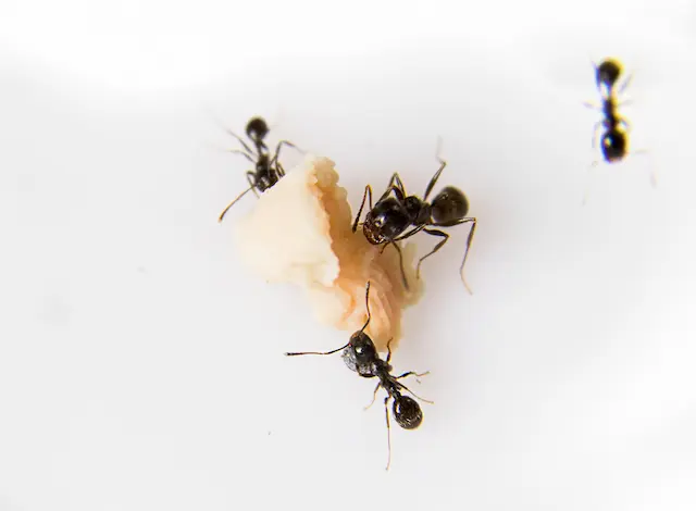 DIY vs. Professional Pest Control for Your Home
