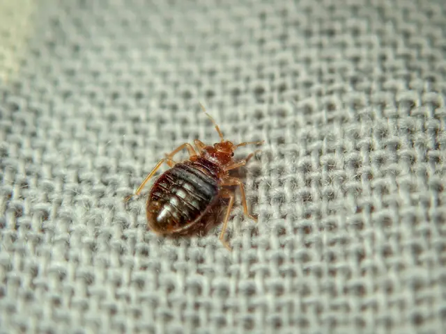 Don't Bring Them Home Bed Bug Prevention While Traveling