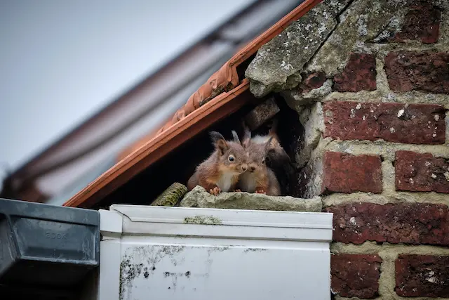 From Furry Friends to Foes Defending Your Attic from Squirrel Invaders