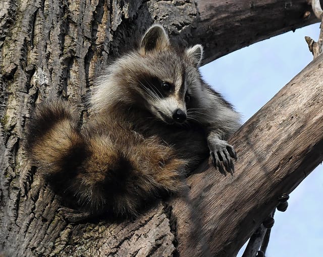 Getting to Know Raccoon Biology Habits and Traits