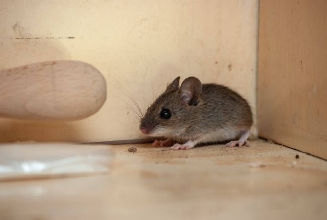 Invisible Invaders Signs of a Residential Mouse Infestation