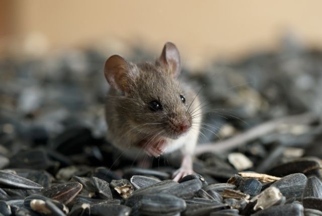 Kitchen Nightmares Dealing with Mice in Food Storage Areas