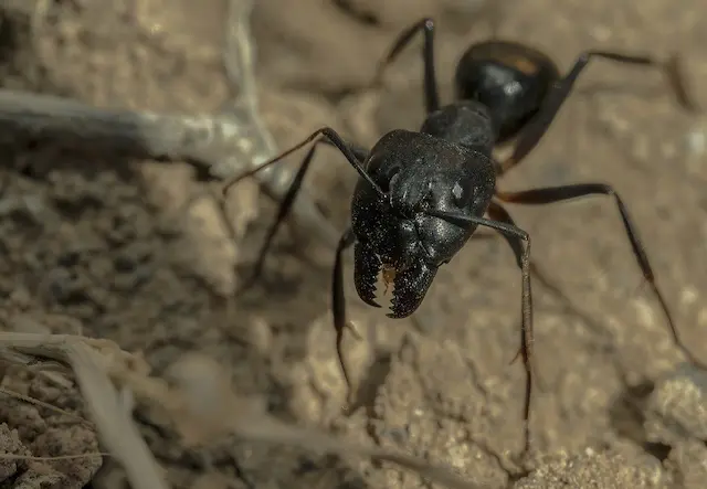 Optimizing Pest Control Best Time to Spray for Ants