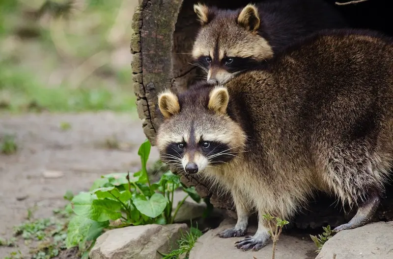 Raccoon Home Invasion Signs You Need Professional Removal