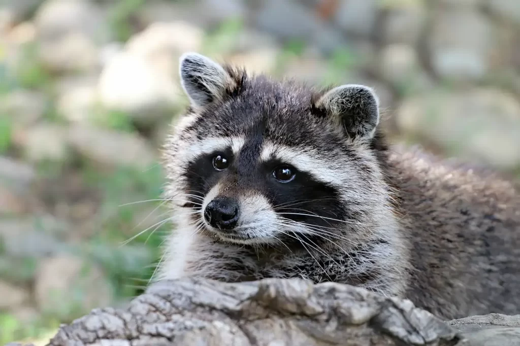 Raccoon Proofing Your Deck Strategies for a Critter Free Outdoor Space