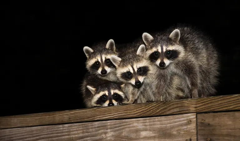 Raccoons at the Gates Keeping Your Yard Raccoon Free
