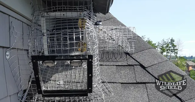 Safeguarding Your Home Raccoon Proofing Your Attic