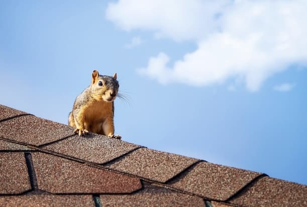 Squirrel Squatters Protecting Your Attic Space from Unwanted Guests