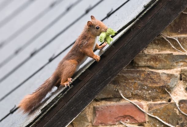 Squirrels in Your Attic The Ultimate Homeowner's Guide to Pest Removal