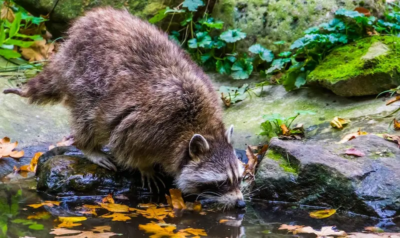 Strategies for Keeping Raccoons Out of Your Trash And Green Bin