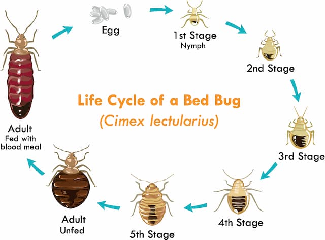 The Bed Bug Lifecycle Understanding Your Enemy