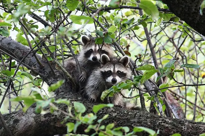 The Silent Invaders Raccoon Break Ins and Protecting Your Attic