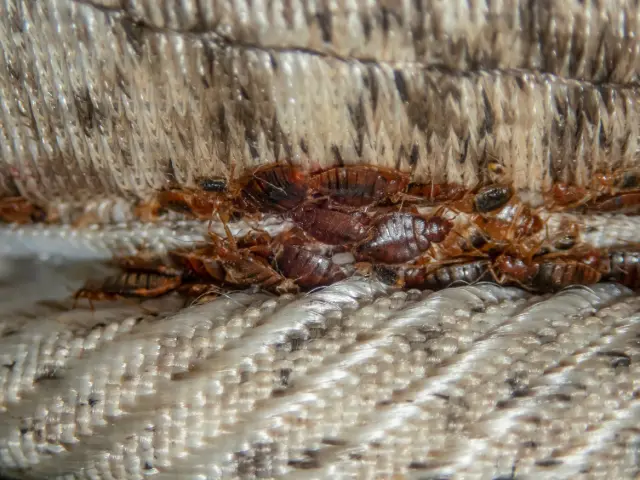 The Silent Invaders Understanding Bed Bug Behavior and Prevention