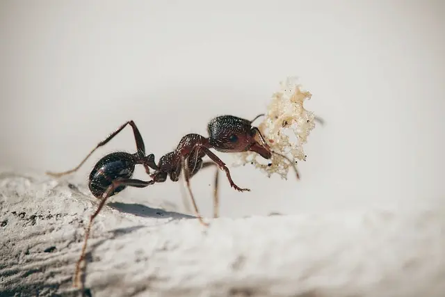 Tiny Invaders The Secret Lives of Pavement Ants