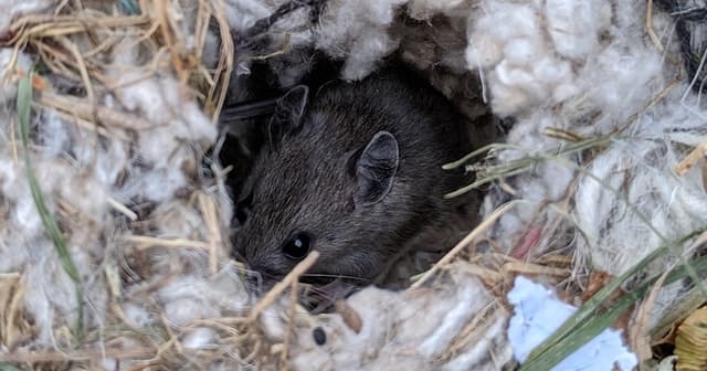 Tiny Troublemakers The Health Risks of Mouse Infestations