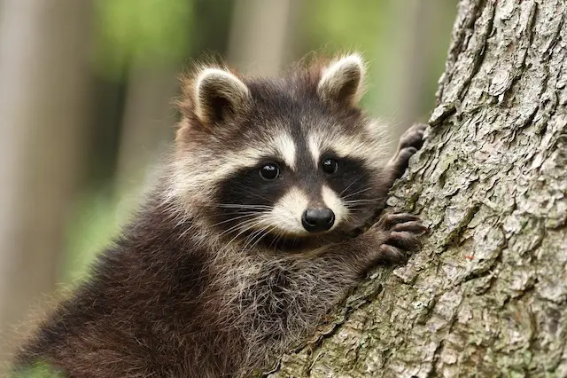 Unmasking Raccoon Behavior in Urban Areas