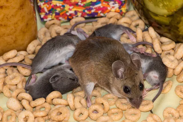 Mouse Moms and Babies A Look at House Mouse Reproduction